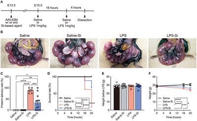 Si-Based Hydrogen-Producing Nanoagent Protects Fetuses From Miscarriage Caused by Mother-to-Child Transmission